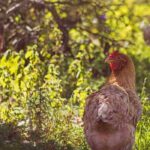 Hühner im Garten: So gelingt das Zusammenleben