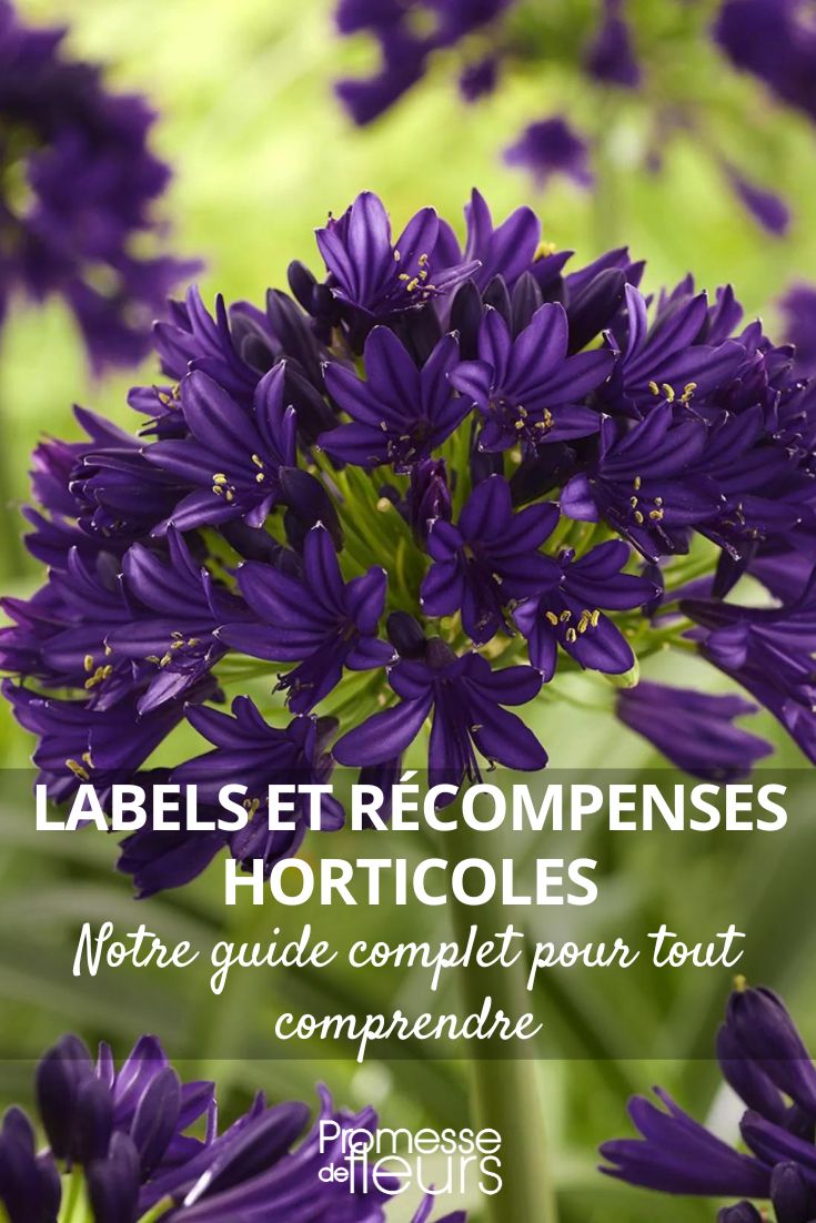 Die Agapanthus 'Black Jack'
