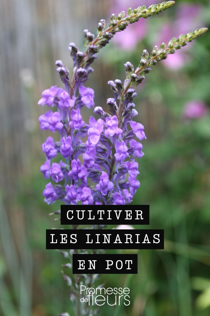 Hier ist die Übersetzung des Begriffs "Linaria" ins Deutsche:

Leinkraut

(Anmerkung: "Linaria" ist der botanische Name für die Pflanzengattung, die im Deutschen als "Leinkraut" bezeichnet wird. Falls es sich um einen spezifischen Artnamen handelt, wäre die Übersetzung entsprechend anzupassen, z.B. "Gewöhnliches Leinkraut" für Linaria vulgaris.)
