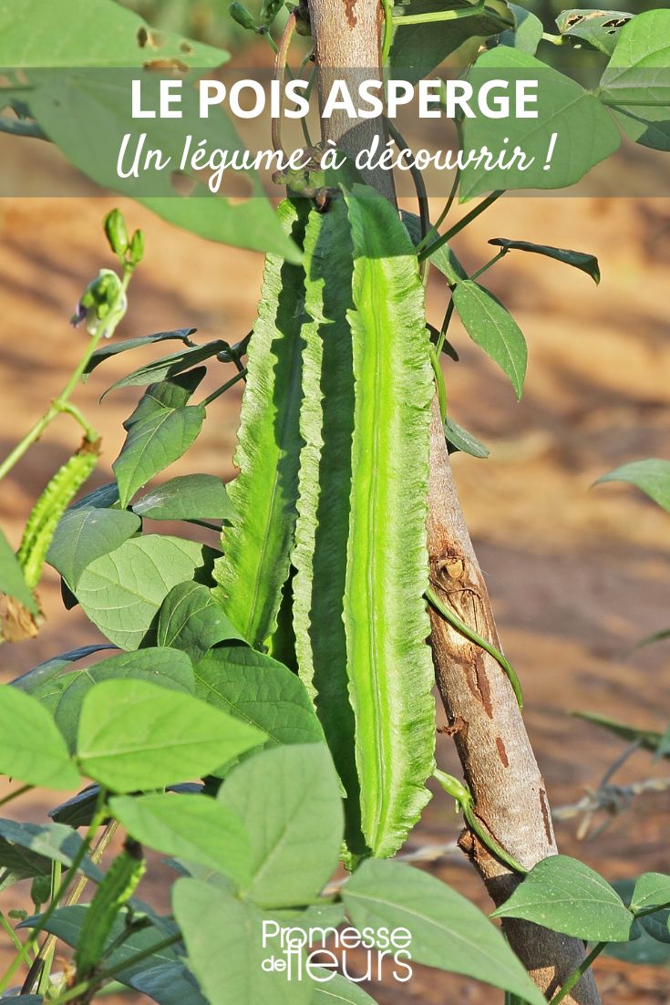 Tetragonolobus purpureus (deutscher Name: Schmetterlingswicke oder Purpur-Schmetterlingsblume)