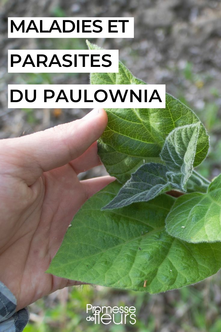 Paulownia-Blätter
