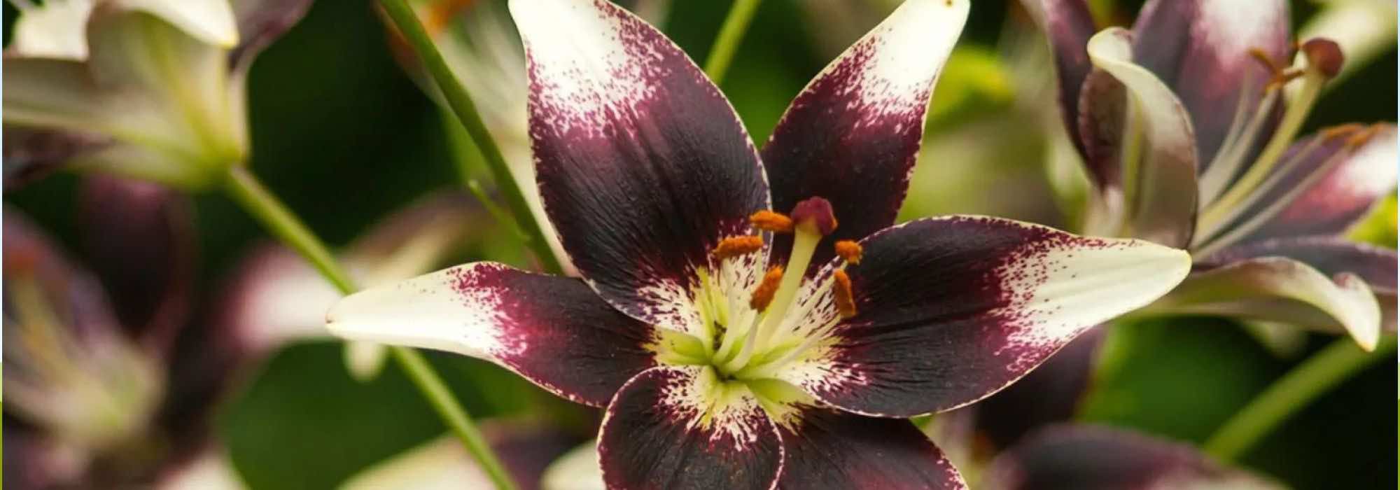 5 zweifarbige Lilien für einen besonderen Garten