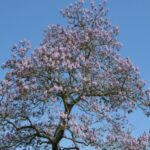 Invasive Arten: Angst vor dem Blauglockenbaum?