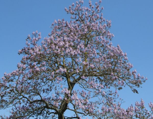 Invasive Arten: Angst vor dem Blauglockenbaum?