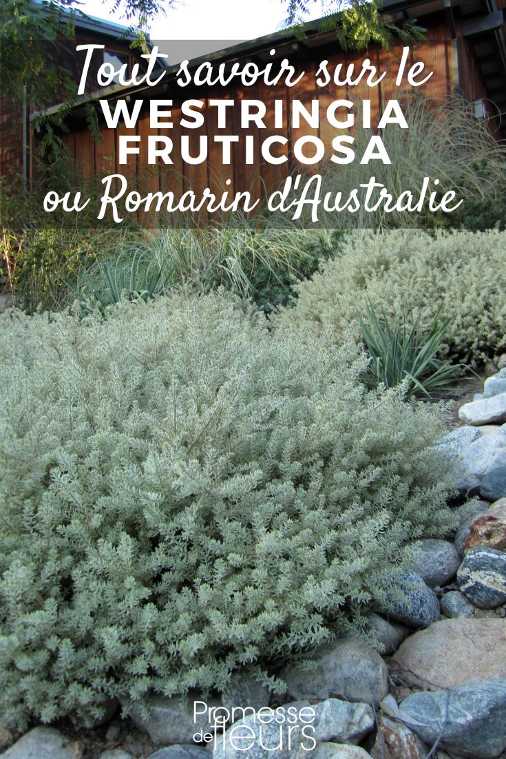 Australischer Rosmarin