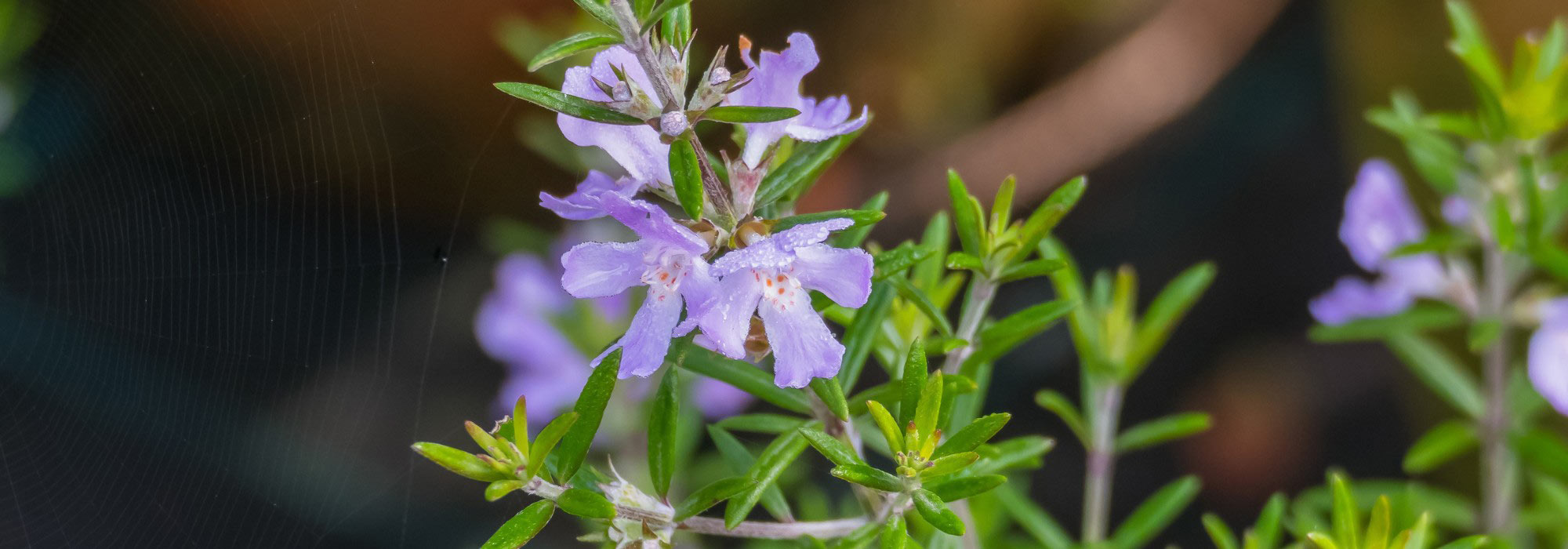 Westringia fruticosa: Australischer Rosmarin, Pflege