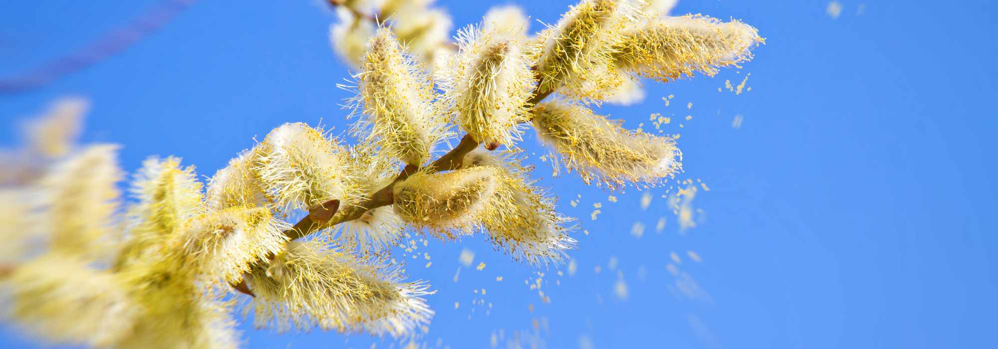 Pollenallergie: Was im Garten pflanzen?