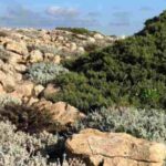 Garten in der Garrigue anlegen