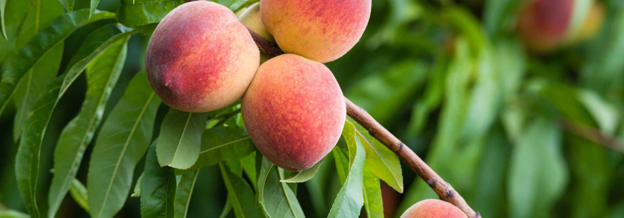 Welche Obstbäume tragen am schnellsten Früchte?