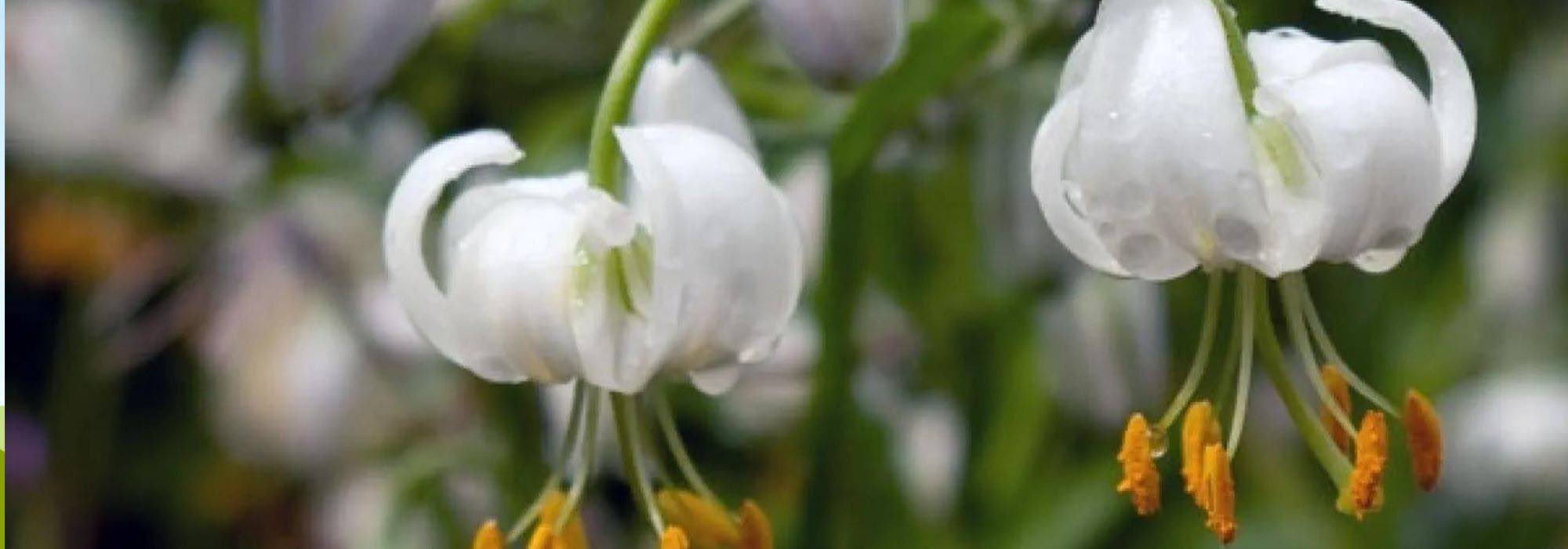 7 Lilien mit weißen Blüten für einen eleganten Garten