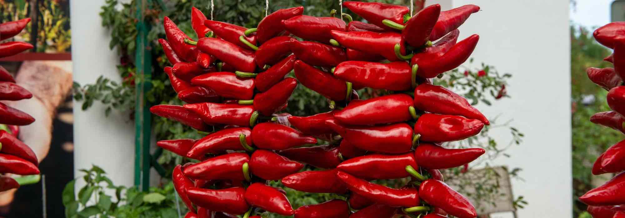 5 milde, aromatische Spanische Chili-Pfeffer