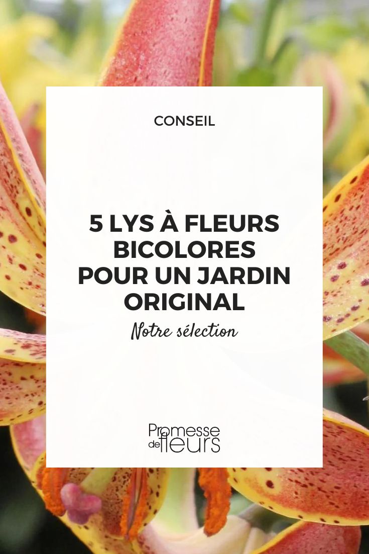 Lys bicolor