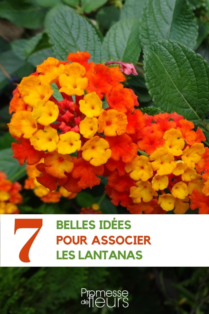 Lantana
