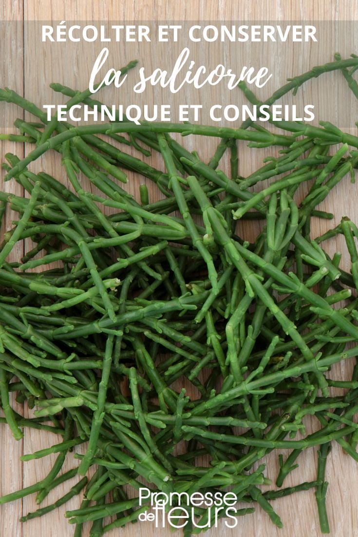 Die Salicornia anbauen