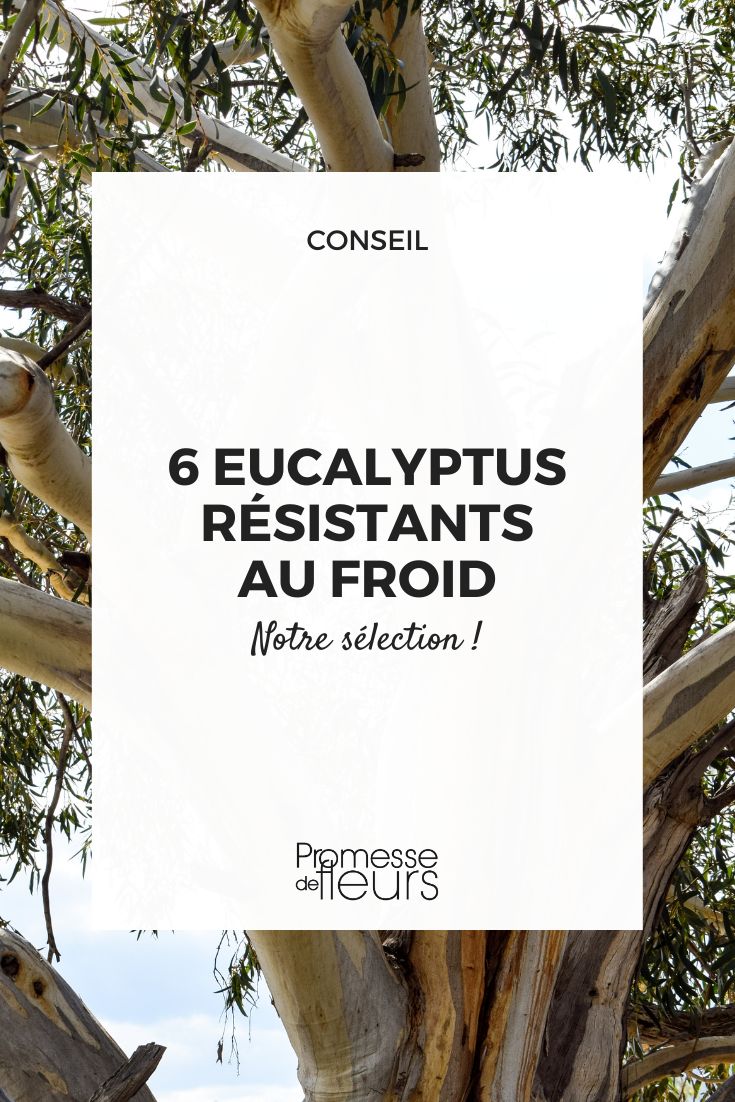 Eucalyptus pauciflora subsp. niphophila 'Mt Bogong'  

(Anmerkung: Bei Pflanzennamen, insbesondere botanischen Bezeichnungen, wird im Deutschen in der Regel die lateinische Nomenklatur beibehalten. Eine Übersetzung ist hier nicht üblich oder notwendig, da es sich um einen wissenschaftlich festgelegten Namen handelt.)
