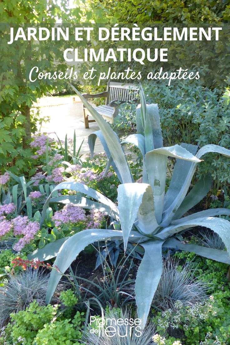 Agave und widerstandsfähige Pflanzen