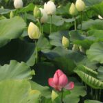 Nelumbo – Lotosblume: pflanzen und pflegen
