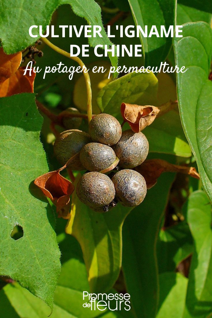 Dioscorea polystachya (Chinesische Yamswurzel)