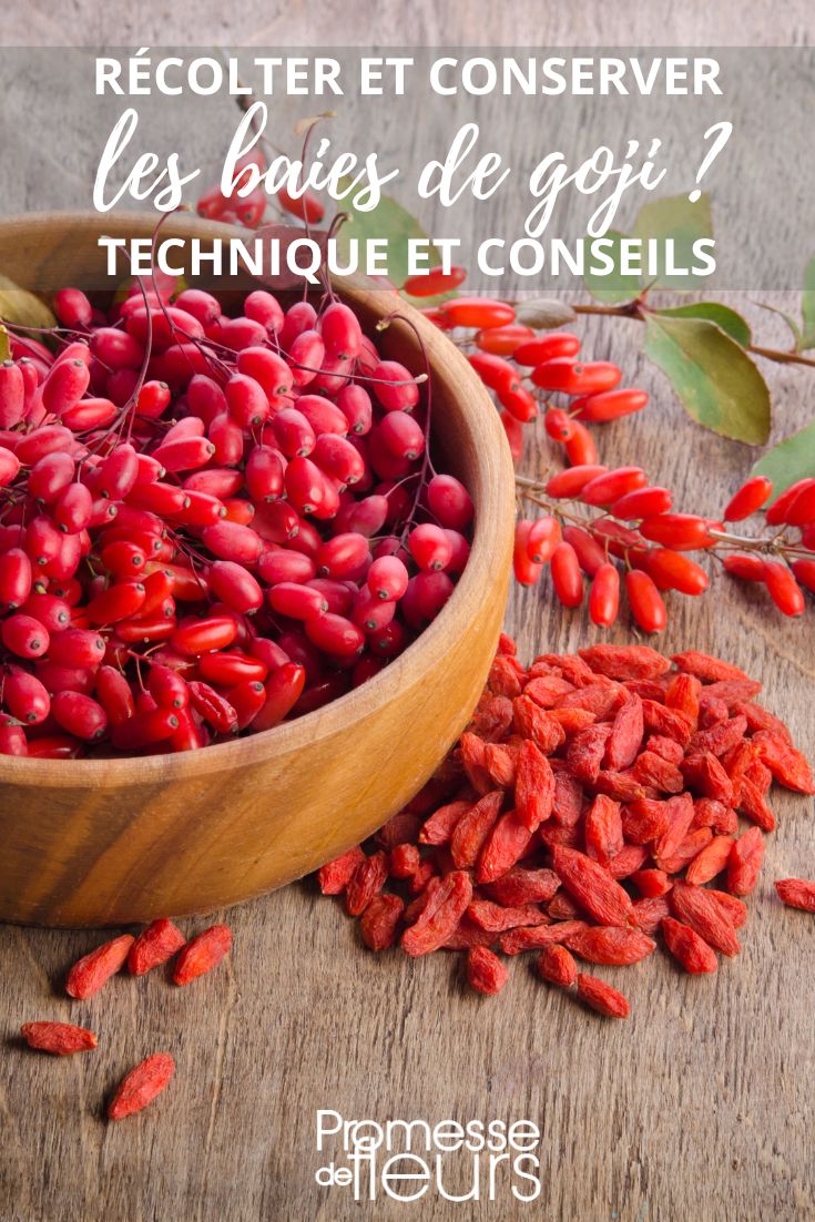 Ernte und Lagerung von Goji-Beeren