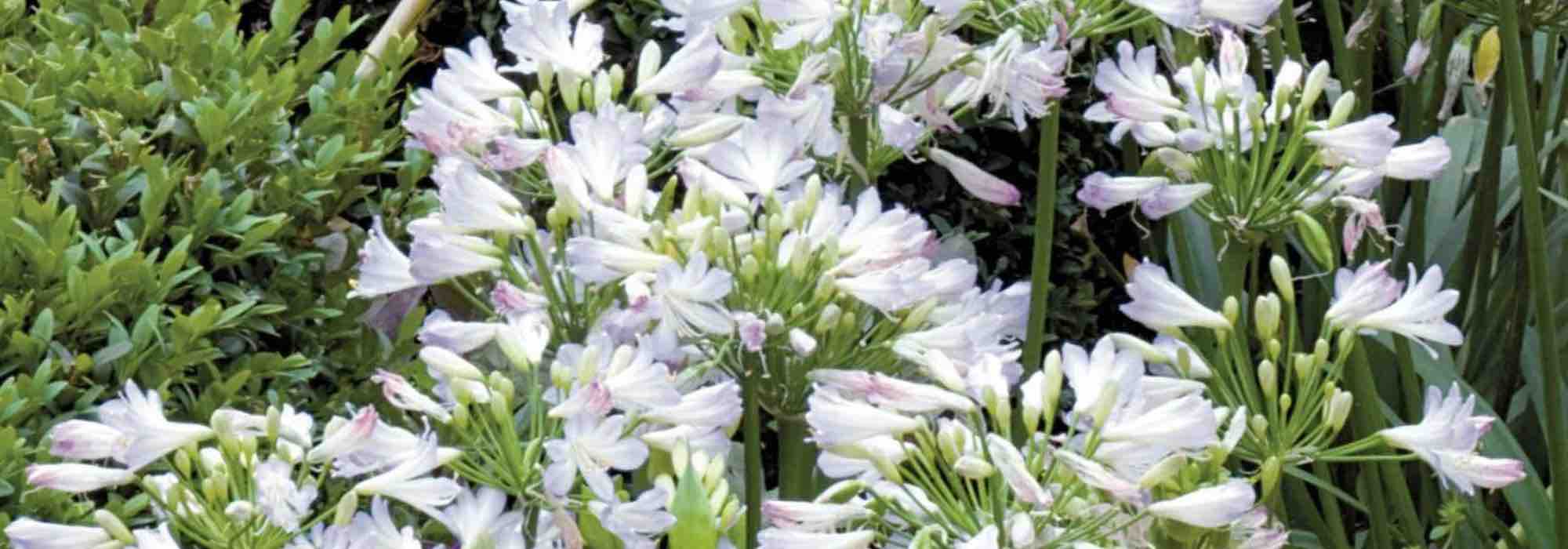 Beste Zwerg-Schmucklilien für üppige Gartenblüte