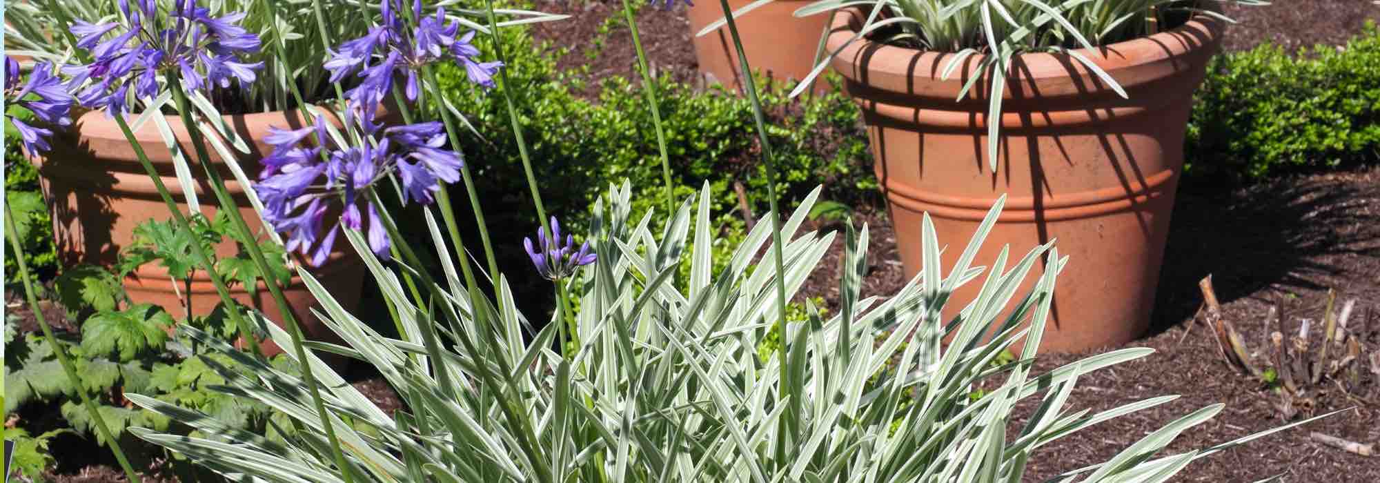 Panaschierte Liebesblumen entdecken