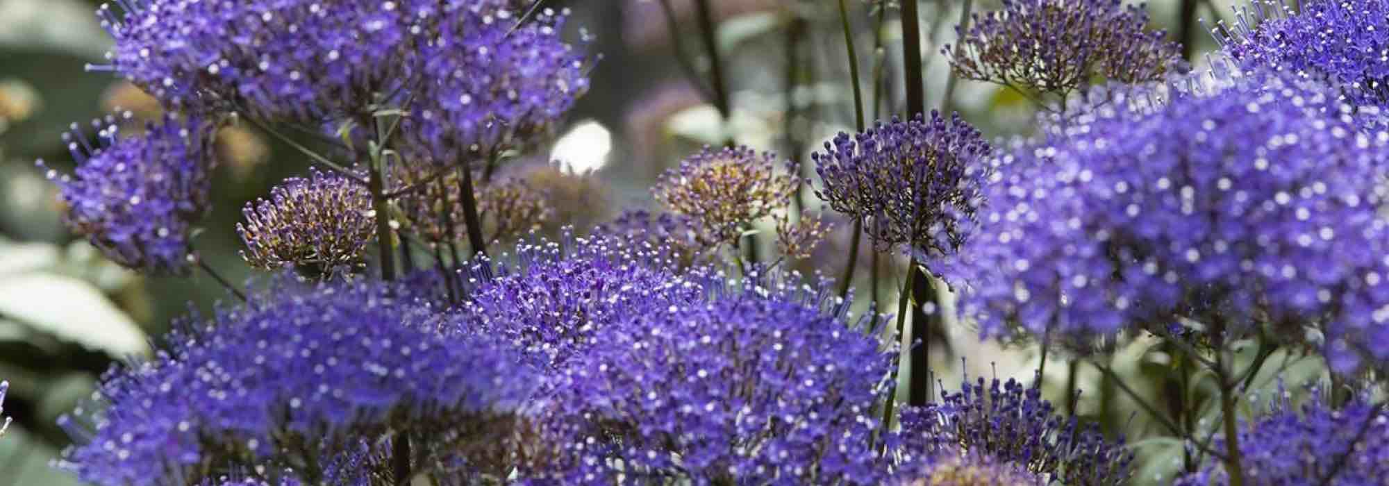 6 einjährige Pflanzen mit violetten Blüten découvrir