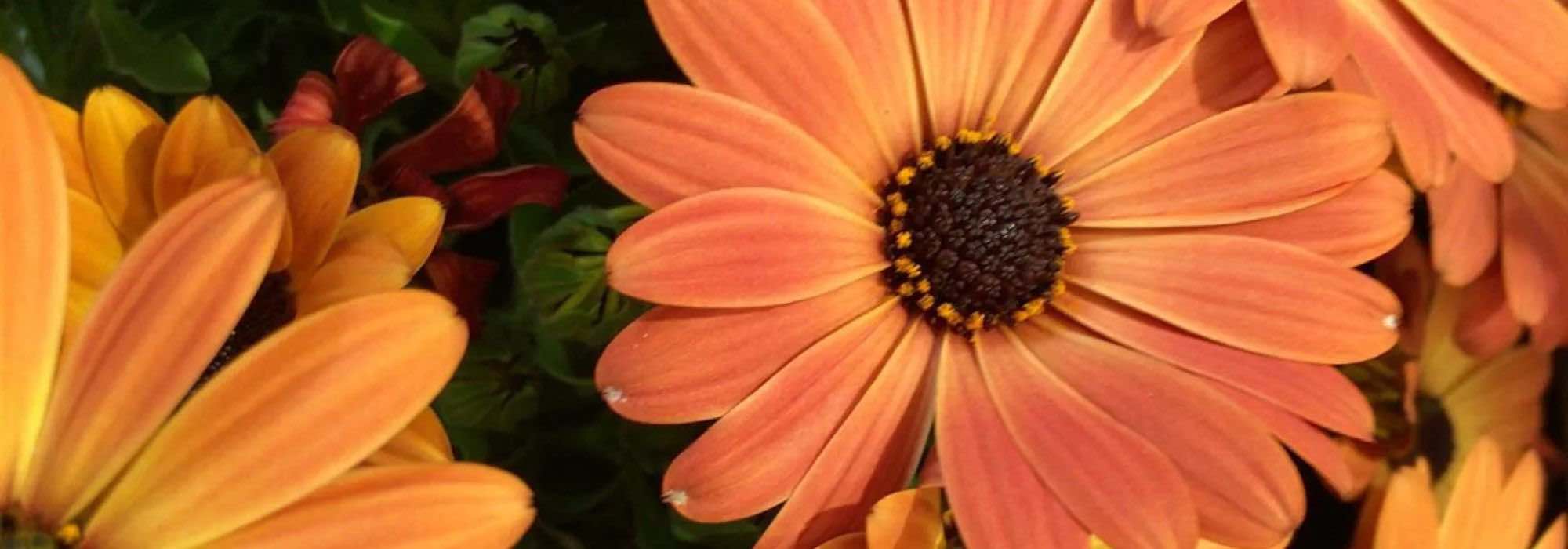 Orangeblühende Einjährige für warmen Garten