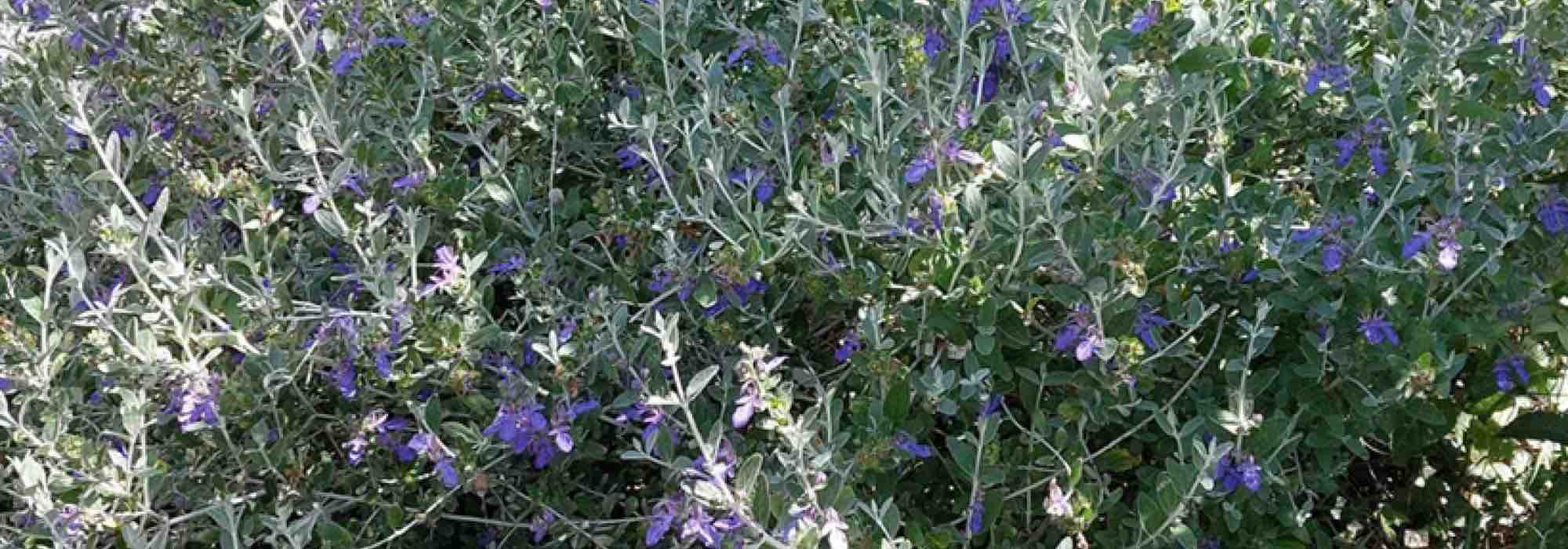 Beste Garrigue-Sträucher
