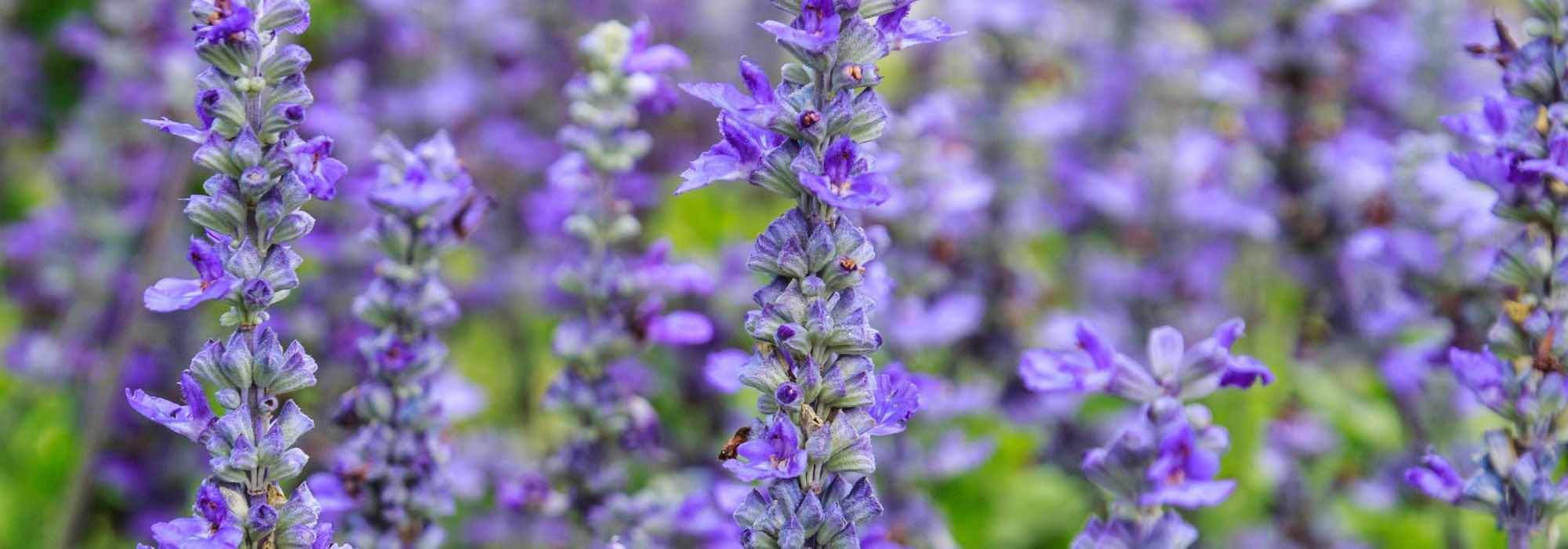 Violette und malvenfarbene Blüten kombinieren