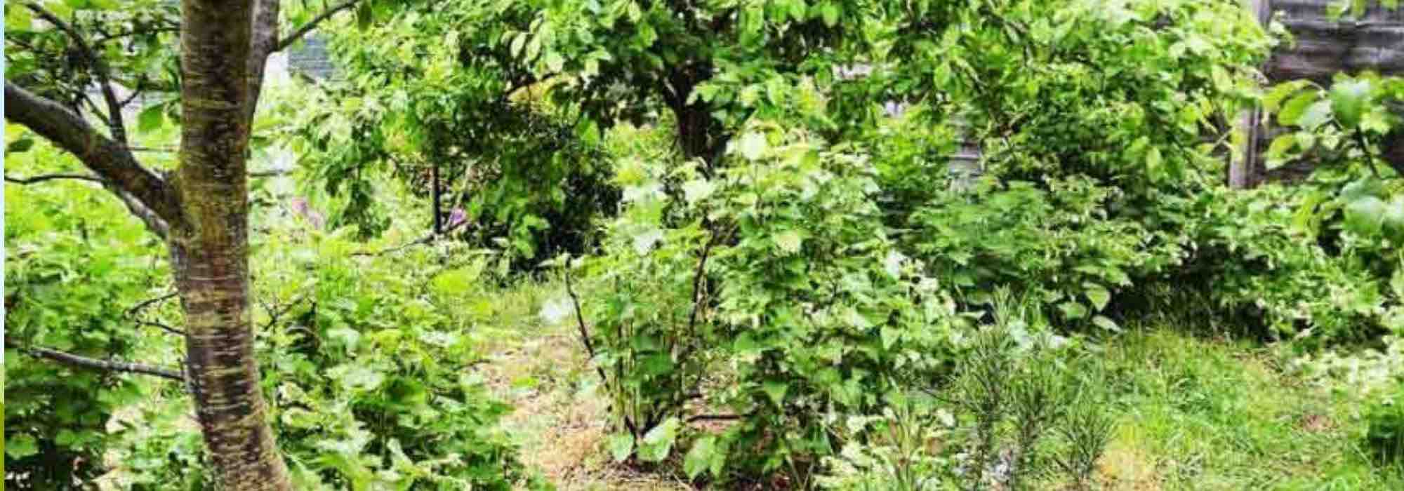 Waldgarten anlegen: 7 Fehler vermeiden