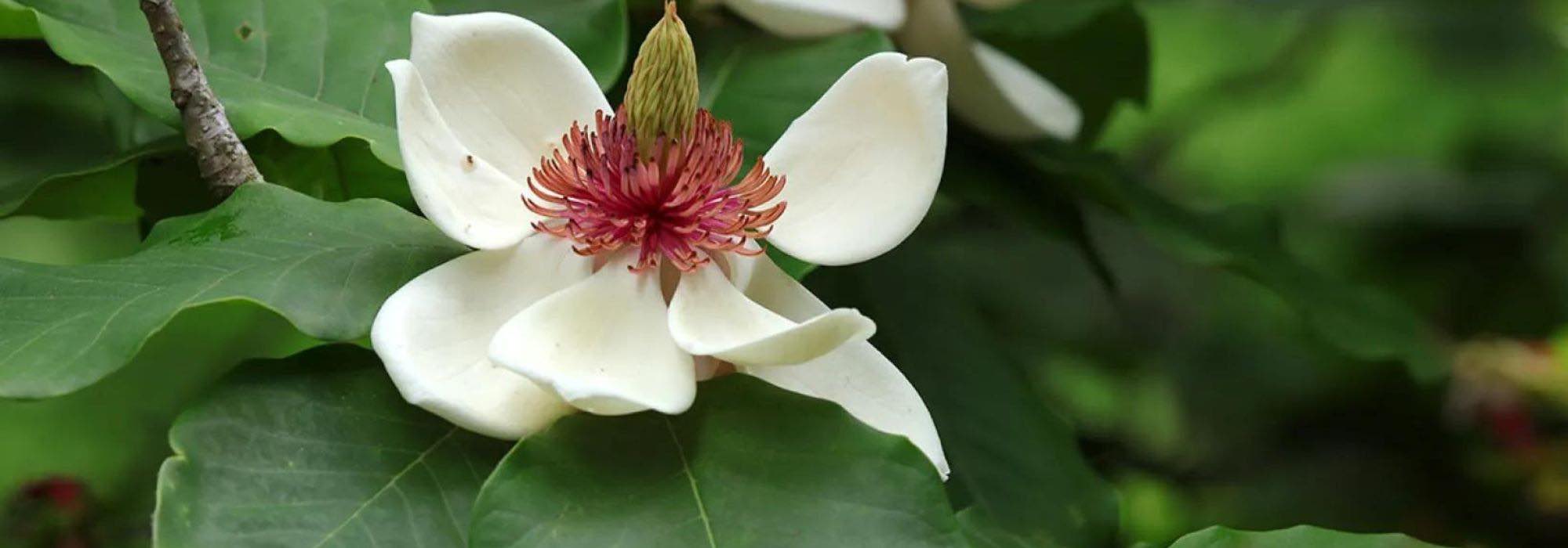 7 majestätische Magnolien für große Gärten