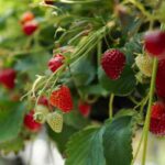 Erdbeeren im Pflanzkasten pflanzen?