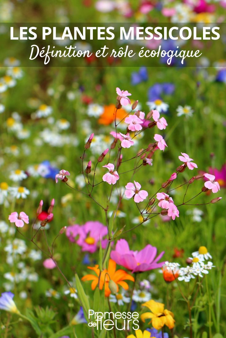 Feldblumen