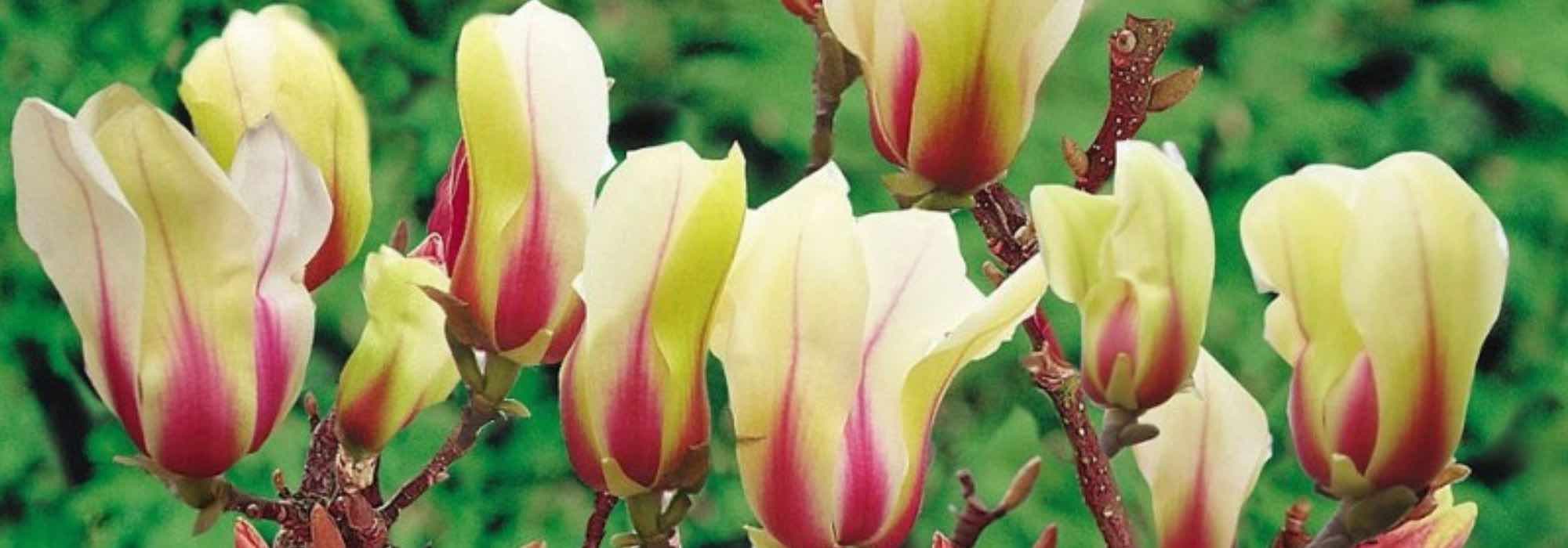 7 Magnolien für Kübel: Blüten auf kleinem Raum