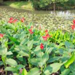 Cannas pflanzen: Standort und Anleitung