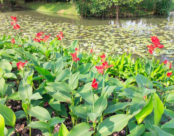 Cannas pflanzen: Standort und Anleitung