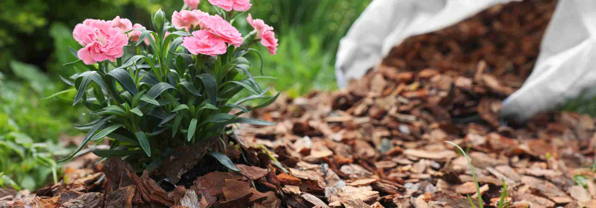 Die besten Mulchmaterialien gegen Unkraut