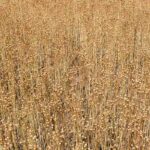 Warum Leinmulch im Garten?