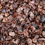 Schalen vom Echten Buchweizen: Warum als Mulch?