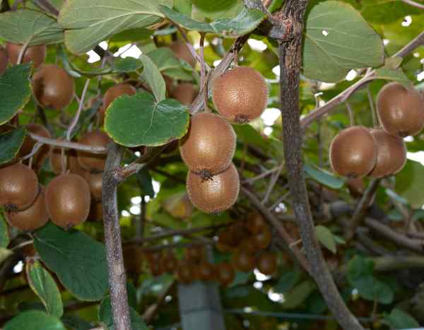 Kiwi richtig spalieren