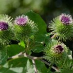 Natürliche Fungizide für Jauche und Sud