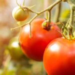 Kann man Tomaten wirklich ohne Wasser anbauen?