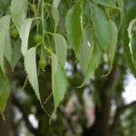 Südlicher Zürgelbaum: Pflanzen, Pflege