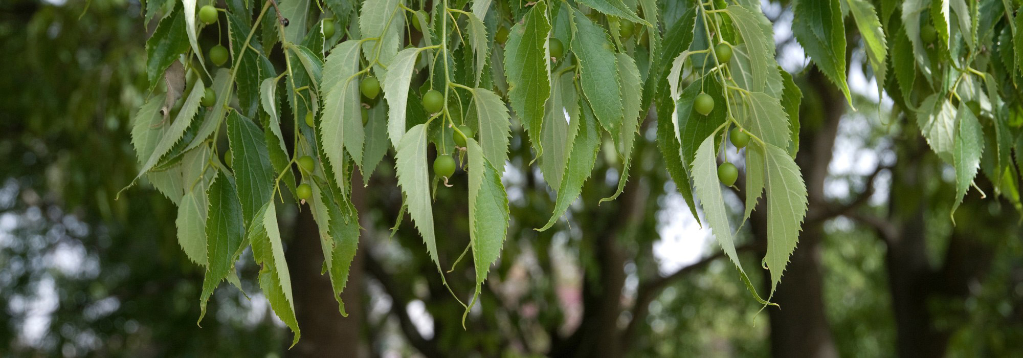 Südlicher Zürgelbaum: Pflanzen, Pflege