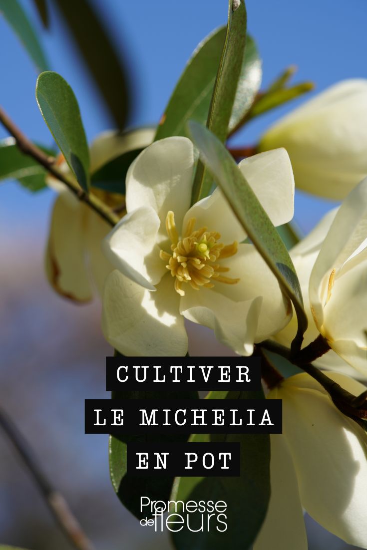 Michelia im Topf kultivieren