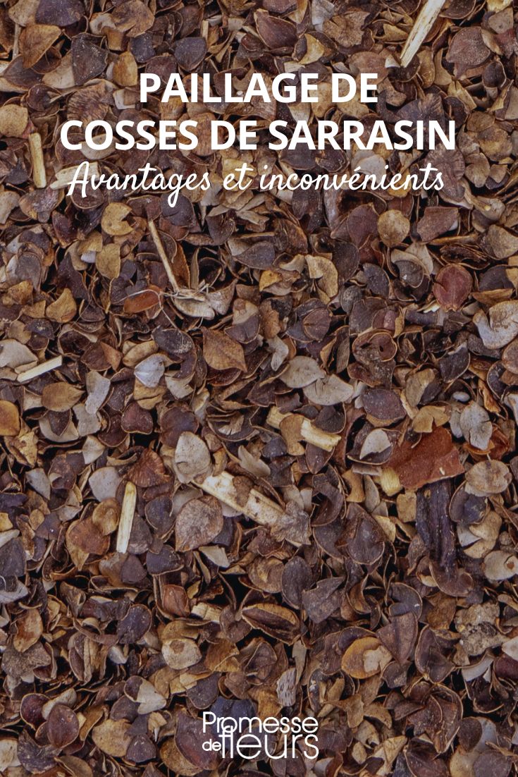 Buchweizenmulch