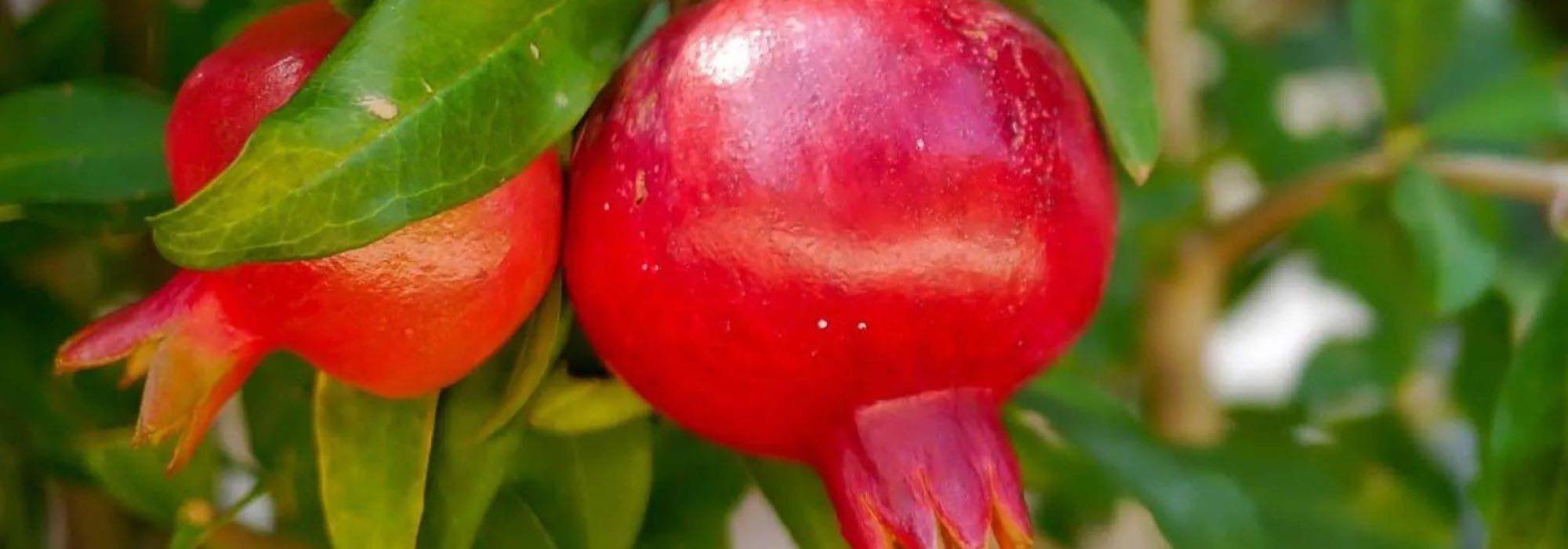 Granatapfelbaum: beste Sorten