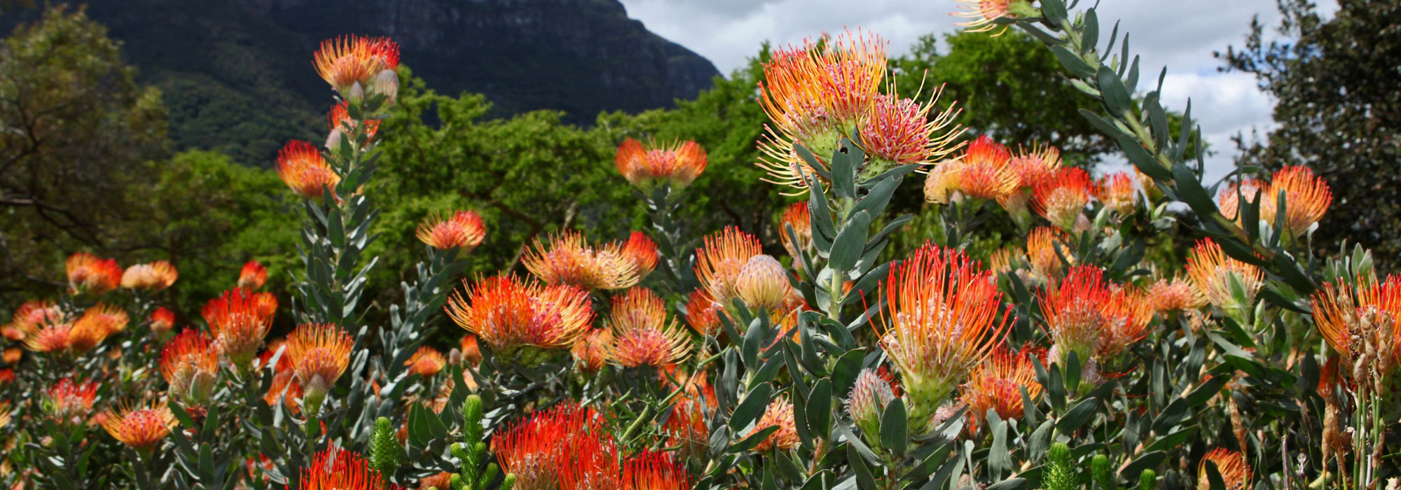Exotischen Garten gestalten mit Safari Végétal