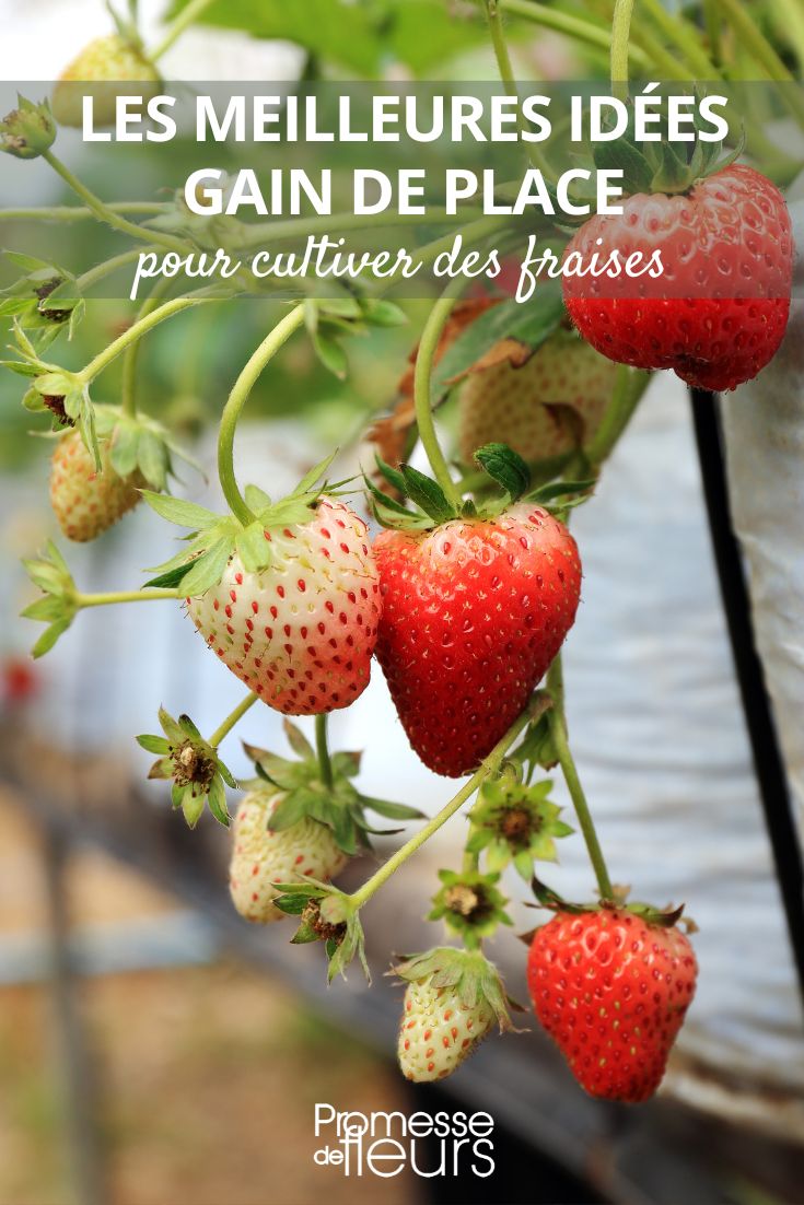 Erdbeeren und kleine Gärten
