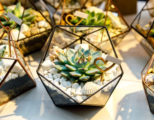 DIY: Mini-Terrarien mit Sukkulenten für Hochzeitsgäste?